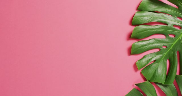 Green monstera plant leaves on pink background with copy space - Download Free Stock Photos Pikwizard.com