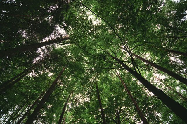 Tall trees forming a dense, green canopy. Looking upward gives a serene view of lush leaves and branches. Great for nature-themed promotions, eco-friendly campaigns, and relaxation visuals.