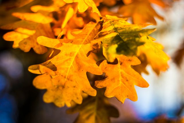 Bright yellow autumn leaves seen in close-up detail create a warm, seasonal ambiance. The sunlight filters through the oak leaves, highlighting their intricate shapes and rich hues against a soft bokeh background. Ideal for use in seasonal greeting cards, nature blogs, or as decorative wall art celebrating the beauty of fall.