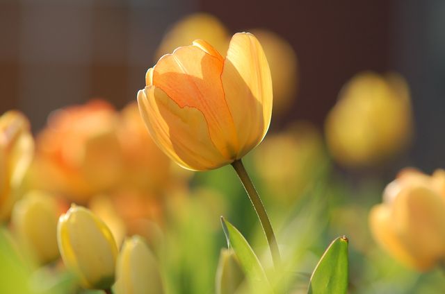 Vibrant Yellow Tulips Blooming in Sunlit Garden - Download Free Stock Photos Pikwizard.com
