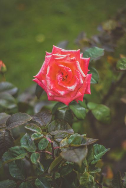 Pink rose in full bloom surrounded by green leaves, perfect for concepts of natural beauty, garden aesthetics, and romantic themes. Ideal for floral blogs, greeting cards, and nature magazines showcasing flower photography.
