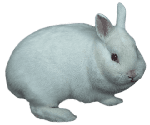 transparent background portrait of fluffy white bunny - Download Free Stock Videos Pikwizard.com