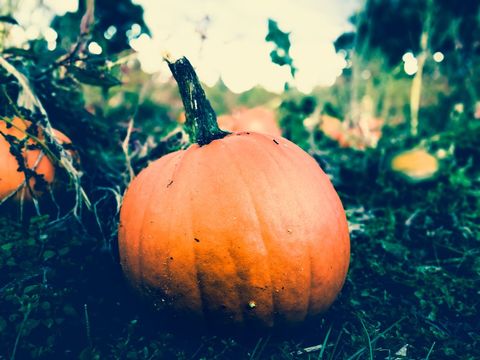 Vibrant Pumpkin in Patch Amidst Foliage