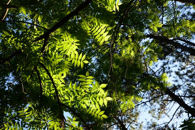 Sunlight Filtering Through Green Tree Leaves in Forest - Download Free Stock Photos Pikwizard.com