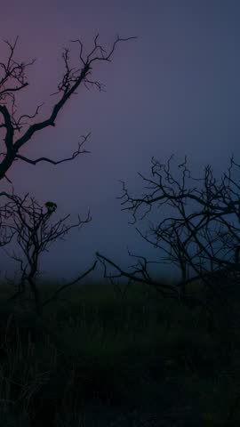 Twilight mist forming over grasses with moon drifting behind dead branches — vertical video