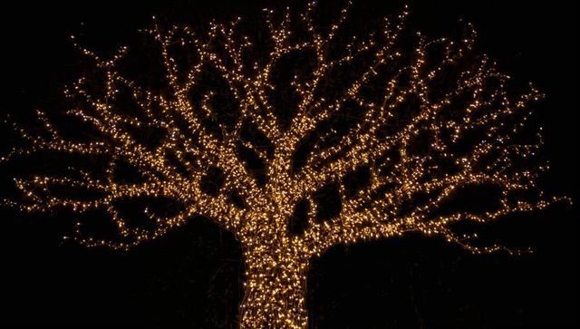 Glowing leafless tree wrapped in warm white led string lights, silhouette against night sky