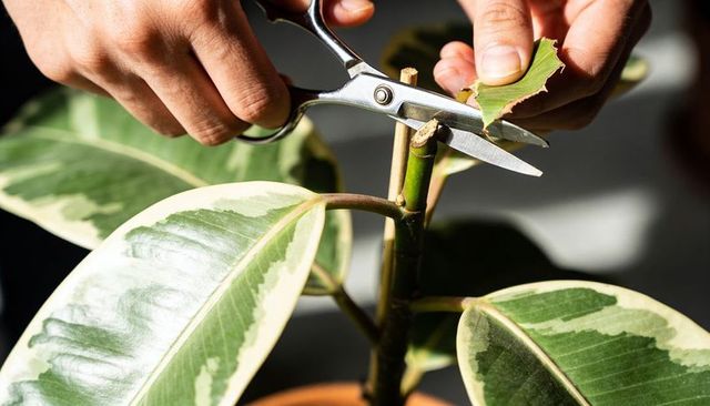 Hands trimming variegated rubber plant stem with pruning scissors for indoor care