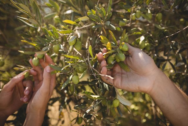 Hands of a couple harvesting olives from an olive tree in a farm. Ideal for use in agricultural, organic farming, and rural lifestyle content. Perfect for illustrating teamwork, nature, and fresh produce themes.