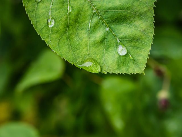Dew drops resting on green leaf in natural environment. Perfect for backgrounds, environmental campaigns, nature-themed articles, and educational materials.