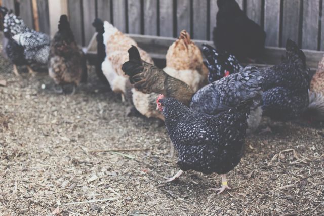 A group of chickens of various colors and breeds eating together on ground near a wooden fence. Suitable for use in articles on farming, rural life, free-range poultry, and agricultural practices.