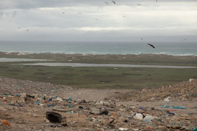 Flock of birds flying over rubbish piled on a landfill full of trash with cloudy overcast sky in the background. Global environmental issue of waste disposal.