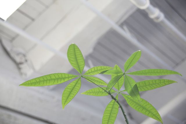 Low angle view of green plant leaves in an industrial indoor environment. Image is characterized by natural light filtering through industrial roofing, casting soft highlights on vibrant green foliage. Ideal for use in articles about indoor gardening, urban architecture, modern workplace design, and natural decor in industrial settings.