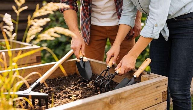 Couple tending raised garden bed together using trowels and hand fork in sunlit backyard