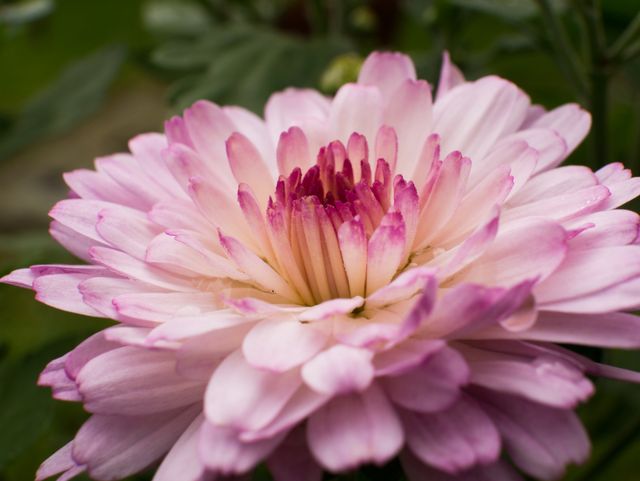 This close-up of a pink chrysanthemum flower, showcasing its intricate petals and vibrant colors, is perfect for use in nature-themed blogs, gardening websites, and floral decorations. The detailed capture highlights the beauty of the flower, making it ideal for backgrounds, greeting cards, and botanical prints.