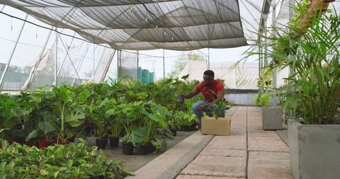 Man selecting plants in greenhouse for eco-friendly cultivation