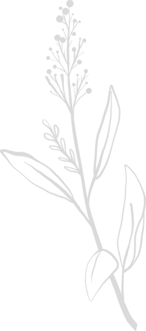 Minimalist plant line art with transparent background