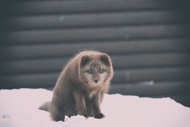 Brown Arctic Fox Sitting on Snow in Front of Wooden Wall - Download Free Stock Photos Pikwizard.com