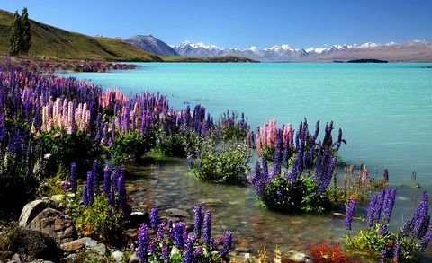 Turquoise lake shore blooming with lupines, snow-capped mountains framing horizon