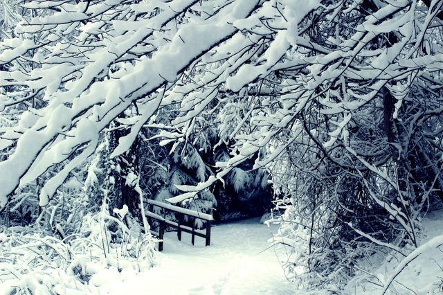 Snow Covered Path Through Winter Forest Wonderland - Download Free Stock Photos Pikwizard.com