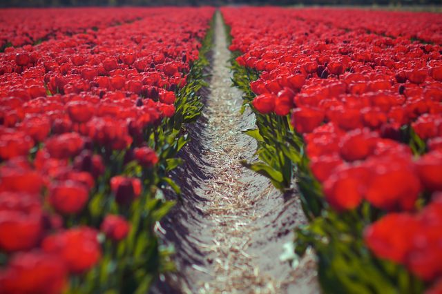 Vibrant Red Tulip Field in Full Bloom - Download Free Stock Photos Pikwizard.com