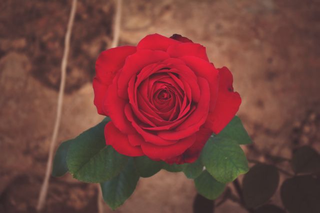 Single Red Rose Blooming in Garden - Download Free Stock Photos Pikwizard.com