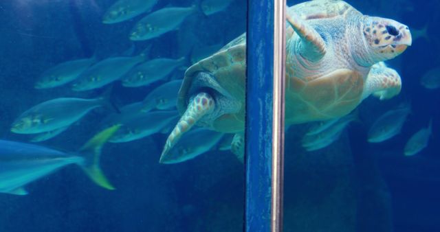 A sea turtle glides gracefully in clear blue water alongside a school of fish, with copy space. Captured behind glass, the image conveys the serene beauty of marine life in an aquarium setting.