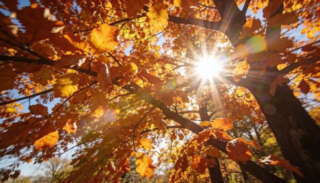 Sunlight filtering through golden autumn canopy creating starburst and warm lens flare