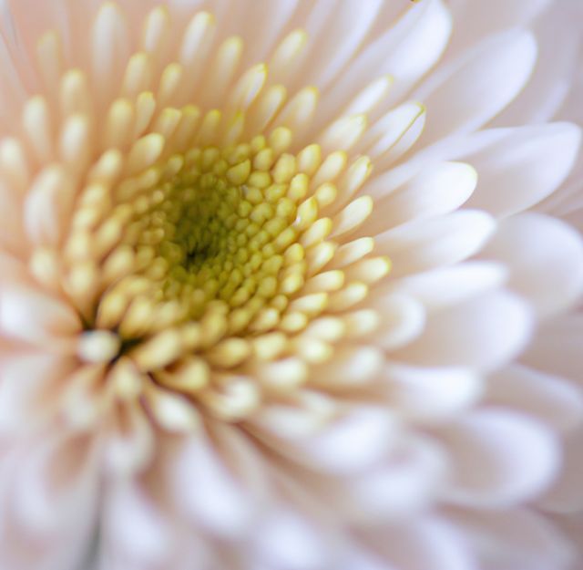 Detailed close-up of a chrysanthemum flower showcasing its petals in soft focus with pastel colors. Perfect for nature-themed designs, floral decorations, meditation materials, or botanical studies.