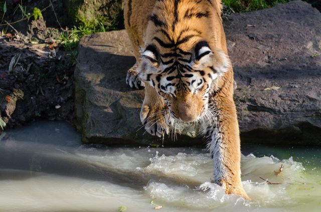 Bengal Tiger Crossing Stream in Natural Habitat - Download Free Stock Photos Pikwizard.com