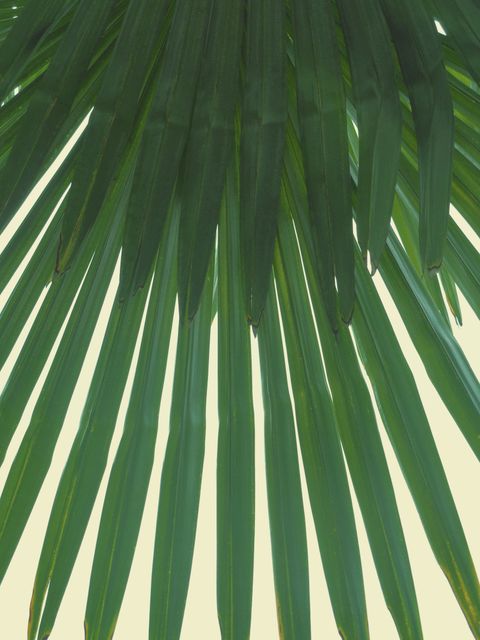 Close-up of green tropical palm leaves against light background - Download Free Stock Photos Pikwizard.com