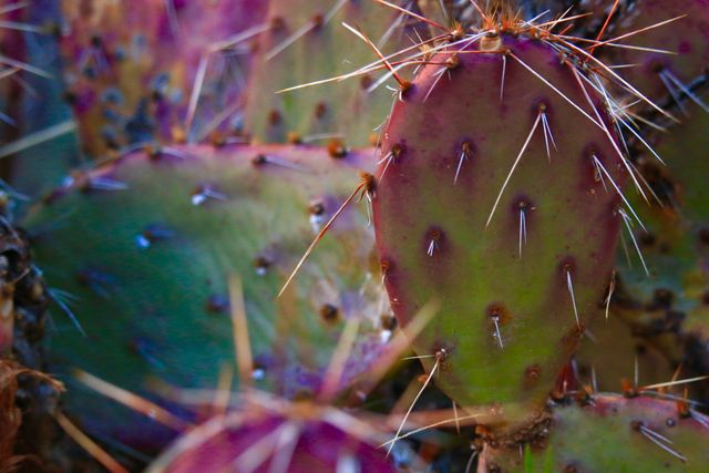 Illustrating vibrant prickly pear cactus pads with thorns, showcasing the natural beauty of desert flora. Ideal for use in nature-themed projects, plant identification guides, botany presentations, Southwest desert ambiance visuals, and educational materials focusing on desert ecosystems.