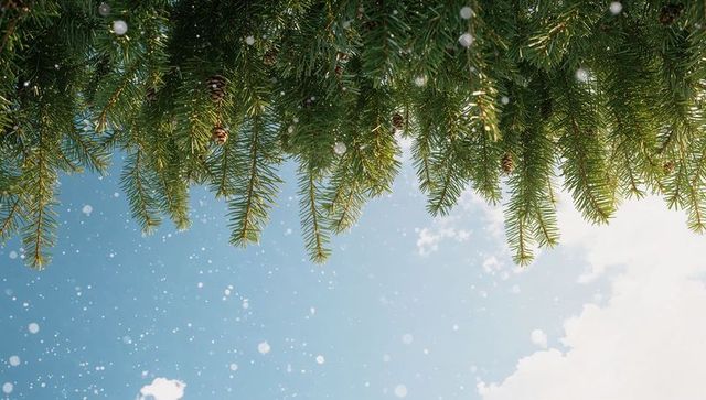 Glistening fir branches hanging over blue sky with sunlit needles and falling snow