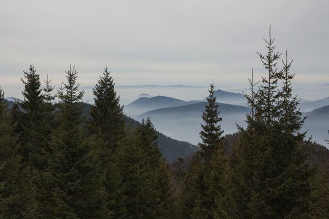 Foggy mountain ridge scene with evergreen pine trees dominating foreground under a cool winter morning sky. Use in promotions for outdoor activities, relaxation retreats, eco-friendly travel, nature conservation articles, or mountain adventure themes.