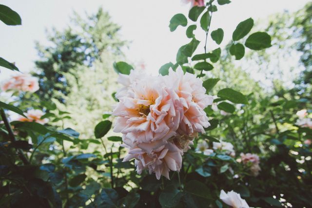 Peach roses in full bloom surrounded by lush green foliage during daytime. Ideal for nature-themed projects, gardening blogs, and beautifying home decor. Use it in backgrounds, floral arrangements, or for promoting eco-friendly campaigns.