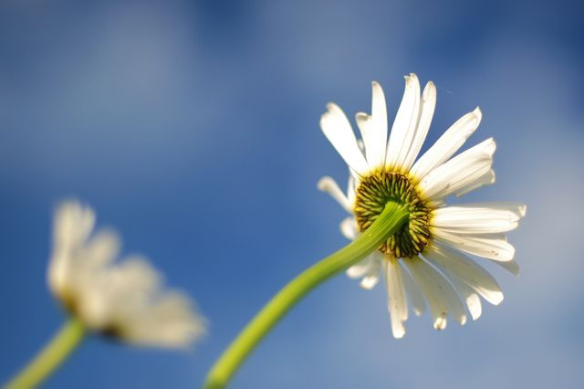 Featuring a close-up view of daisies with white petals and green stem set against a clear blue sky. Suitable for nature-focused themes, outdoor and gardening websites, and springtime promotions. Perfect for illustrating purity, simplicity, and natural beauty.