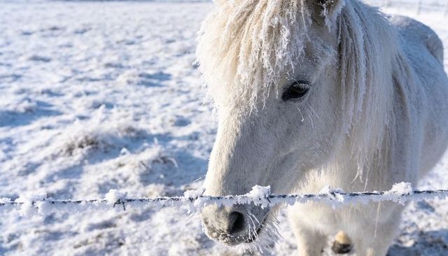 Frost-covered white pony pressing muzzle against barbed wire in snowy rural pasture