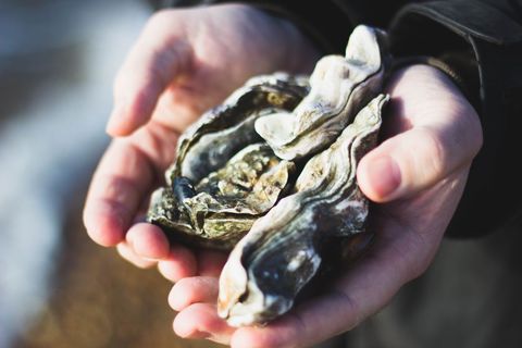 Hands Holding Freshly Harvested Oysters Outdoors