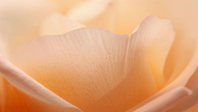 Peach rose petal macro revealing sheer veins, speckled texture and soft cream bokeh