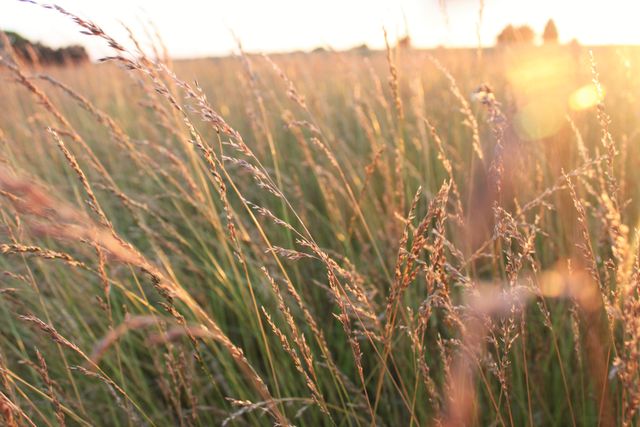 Evening sun glow golden sun wheat - Download Free Stock Photos Pikwizard.com