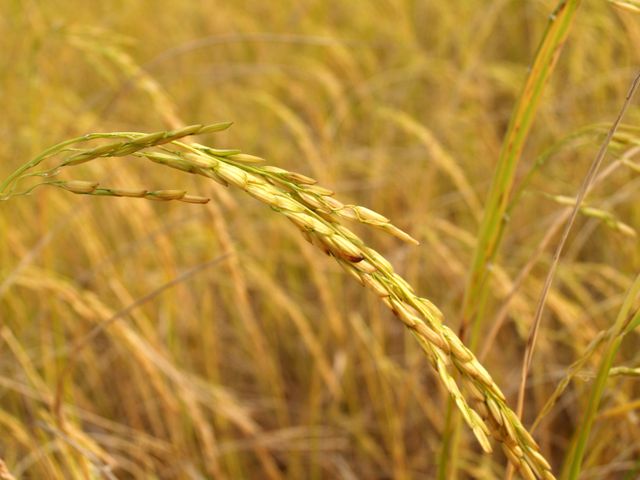 Close-Up of Yellow Rice Plant in Straw Field - Download Free Stock Photos Pikwizard.com