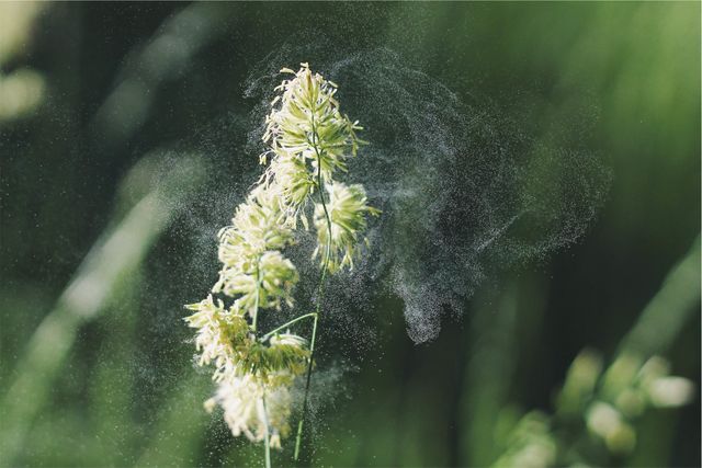 Close-up photograph displays a plant in blooming stage releasing pollen into the air within a wild meadow setting. Emphasizes nature's processes, plant life cycles, and the importance of natural habitats. Ideal for articles on allergies, botany, environmental biology, and roles of plants in ecosystems, as well as background for nature-related presentations.