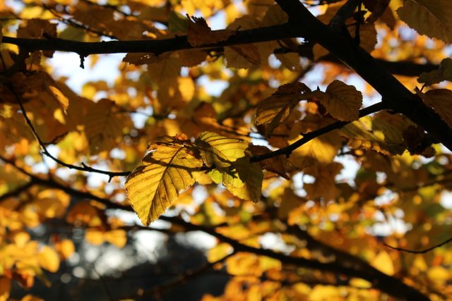Golden autumn leaves on tree branches captured with sunlight shining through, emphasizing the seasonal beauty. Use for themes related to nature, autumn, seasons transition, outdoor photography, scenic backgrounds or for content celebrating environmental beauty and the changing seasons.