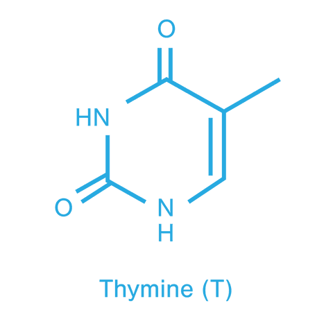 transparent thymine molecule structure in blue for chemistry education - Download Free Stock Videos Pikwizard.com