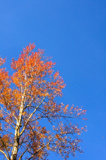 Shows top of tree with vibrant orange leaves against clear blue sky. Perfect for depicting autumn themes, nature appreciation, outdoor activities, or seasonal transitions. Can be used in designs for fall festivals, greeting cards, wallpapers, or promotional materials emphasizing natural beauty.