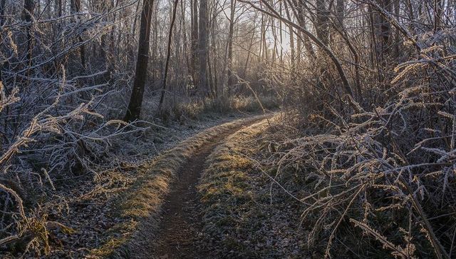Winding frosted woodland trail leading to sunlit clearing with glinting ice crystals