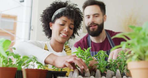 Diverse Couple Enjoying Home Gardening with Seedlings - Download Free Stock Images Pikwizard.com