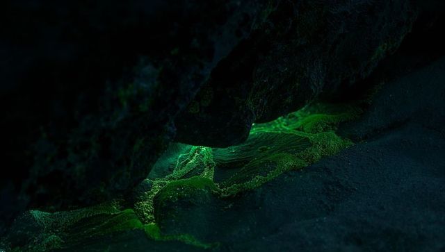 Bioluminescent Green Moss Glowing in Dark Cave Setting
