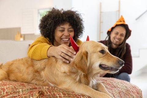 Couple dressing golden retriever with red horns for halloween, laughing together on couch