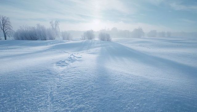 Sunlit winter meadow stretching to horizon with lone footprint trail and frosted trees