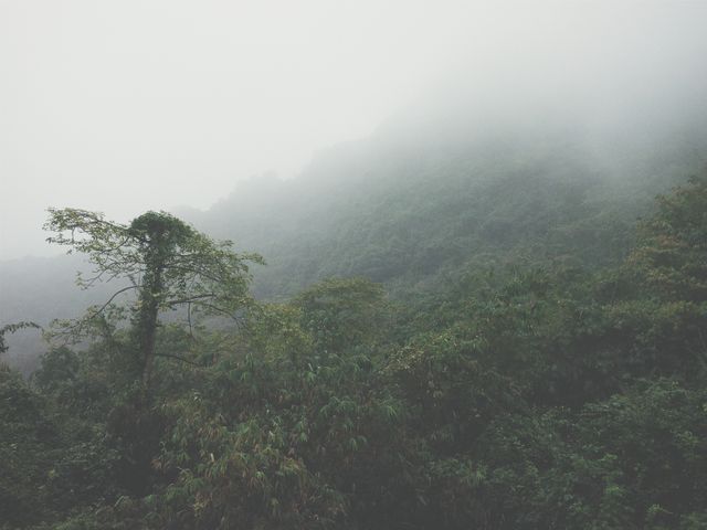 Dense greenery of a tropical jungle enveloped by mist on a foggy morning creates a serene atmosphere. Suitable for use in projects related to nature, ecology, travel, and relaxation. Ideal for backgrounds, environmental awareness campaigns, and nature documentary visuals.